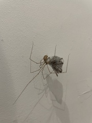 Araneae