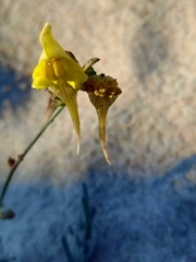 Linaria polygalifolia