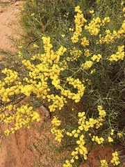 Acacia colletioides
