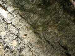 Agrilus planipennis
