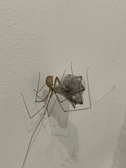 Araneae