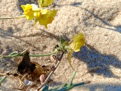 Linaria polygalifolia