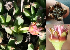 Acrodon bellidiflorus