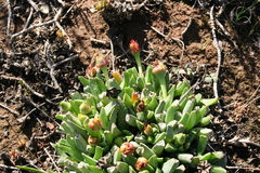 Acrodon bellidiflorus