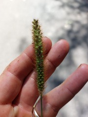 Setaria pumila