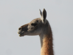 Lama guanicoe