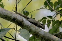 Tamiops mcclellandii