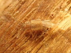 Metopsia similis