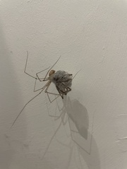 Araneae