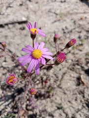 Senecio arenarius
