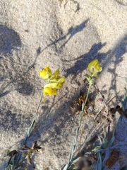 Linaria polygalifolia