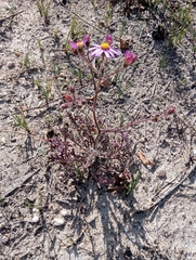 Senecio arenarius