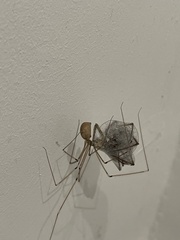 Araneae