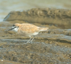 Charadrius marginatus