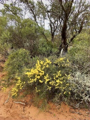 Acacia colletioides