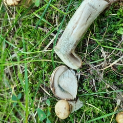 Suillus viscidus