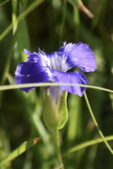 Gentianopsis
