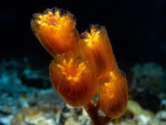 Sycozoa pedunculata