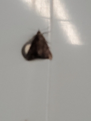 Tetanolita mynesalis