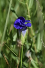 Gentianopsis