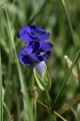 Gentianopsis