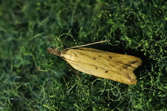 Dichomeris limosellus