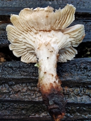 Neolentinus lepideus