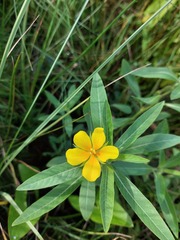 Ludwigia grandiflora