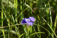 Gentianopsis