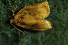 Archips podana