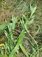 Ludwigia grandiflora