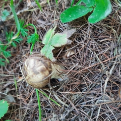 Suillus viscidus