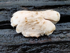 Neolentinus lepideus