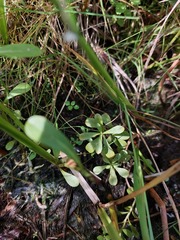 Ludwigia grandiflora
