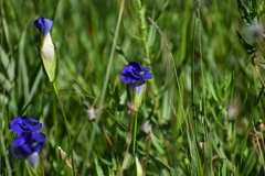 Gentianopsis
