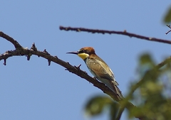Merops apiaster