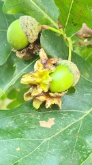 Andricus quercuscalicis