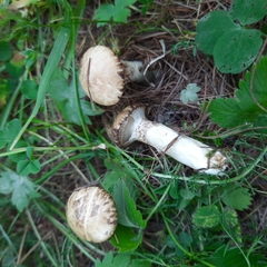 Suillus viscidus