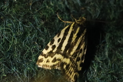 Acontia trabealis