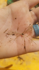Ceratophyllum echinatum