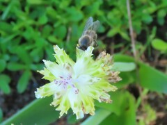 Apis mellifera capensis