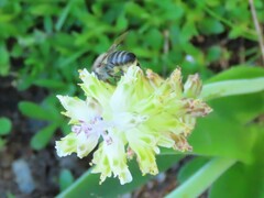 Apis mellifera capensis