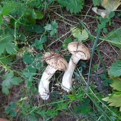 Suillus viscidus