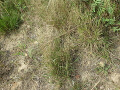 Agrostis capillaris