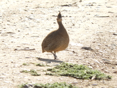 Eudromia elegans