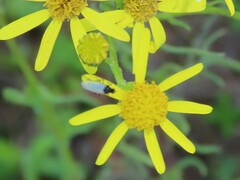 Mythicomyiidae