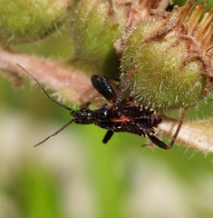 Rhynocoris iracundus