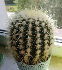 Kroenleinia grusonii