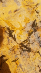 Ceratophyllum echinatum