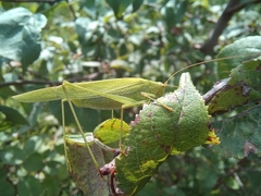 Phaneroptera falcata